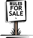 Mules for Sale